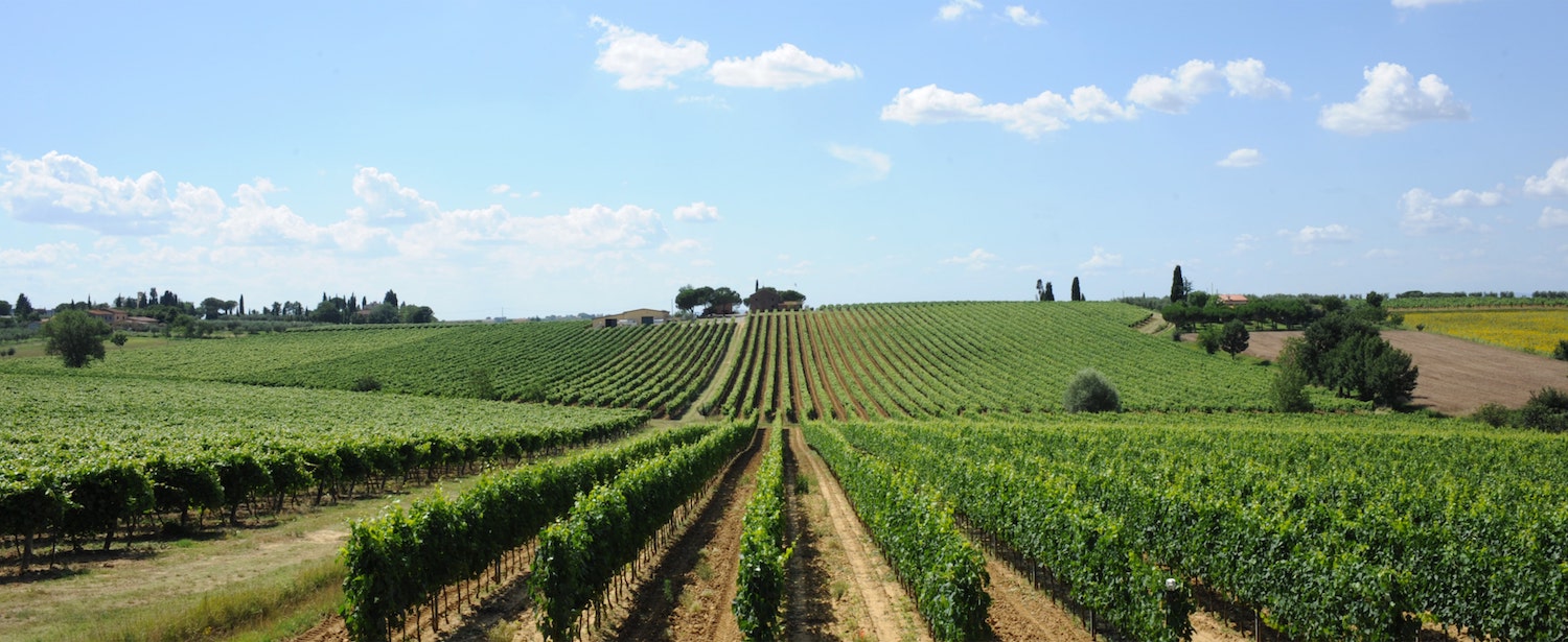 Tenuta Montecchiesi