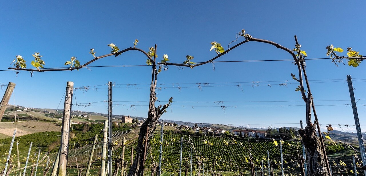 Cantine Damilano