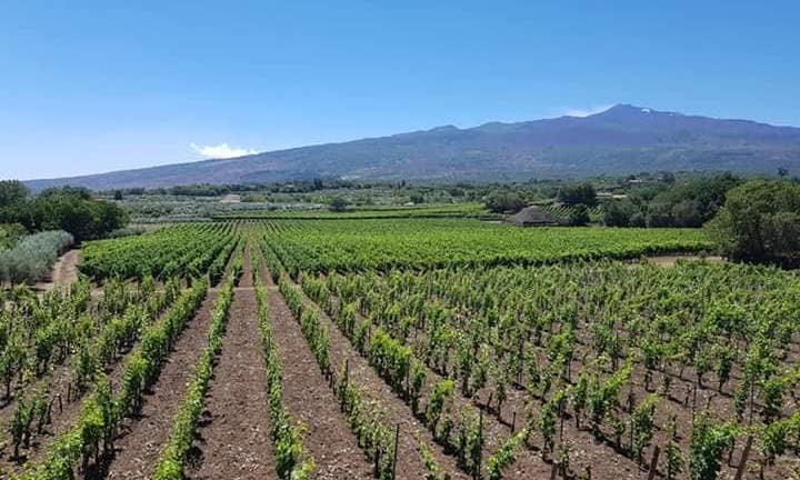 Azienda Agricola Al-Cantàra