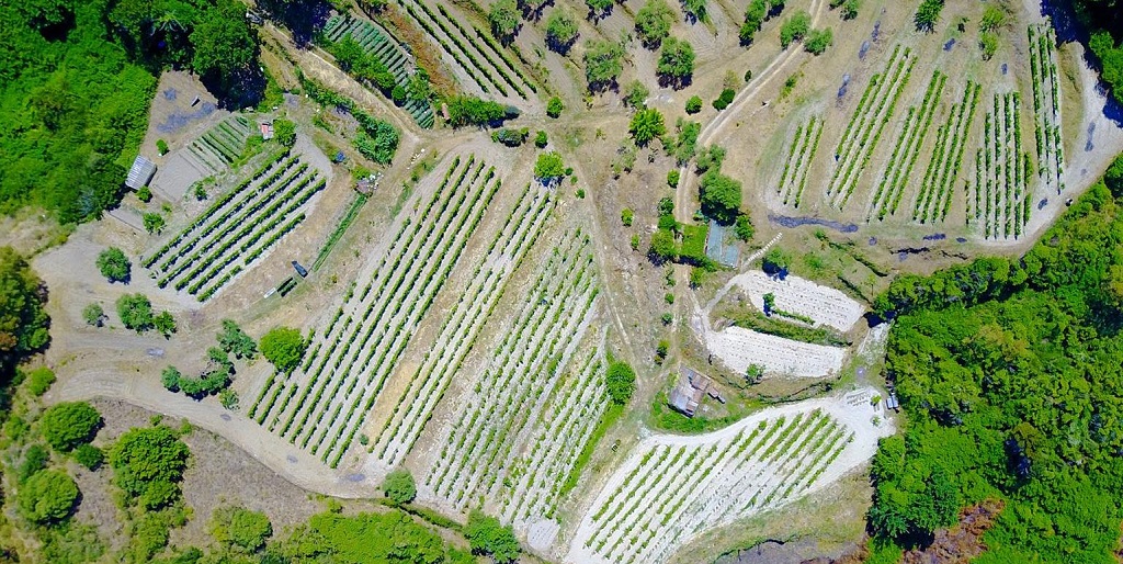 Azienda Agricola Bonavita