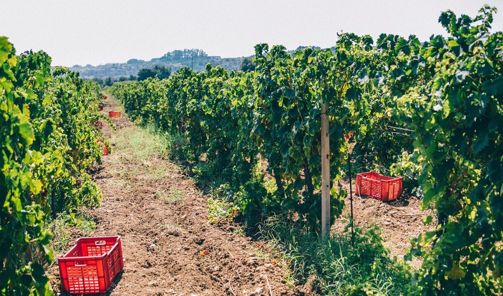 Azienda Agricola Pupillo