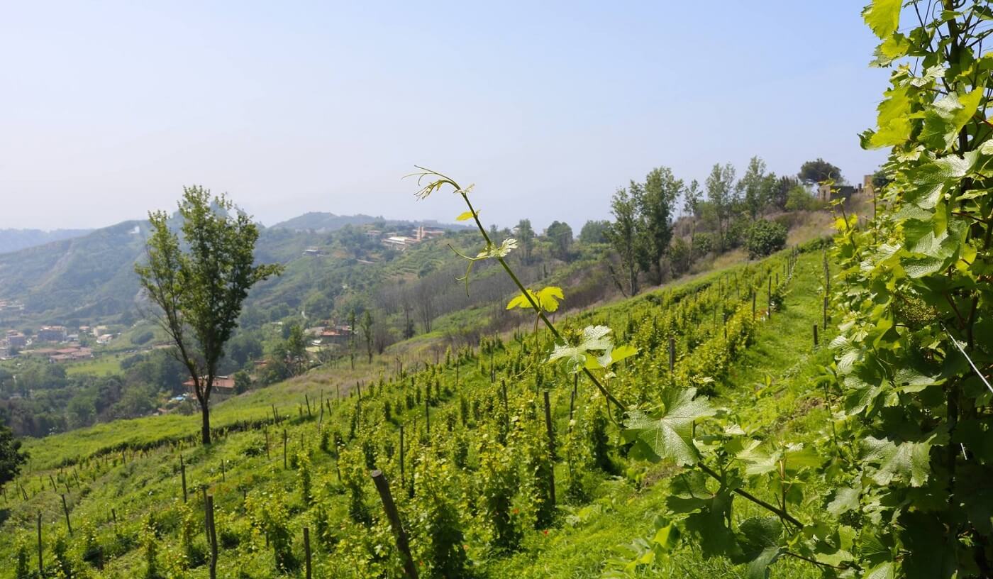 Cantine Federiciane