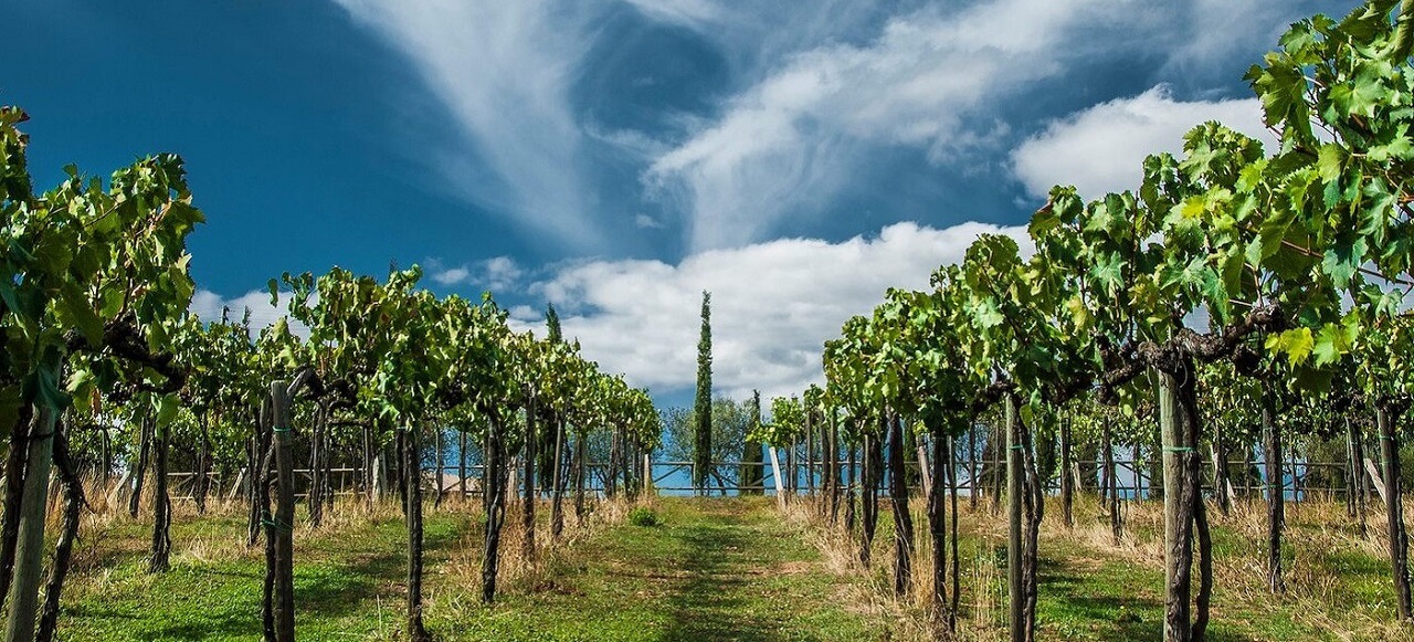 Azienda Agricola Roccapesta