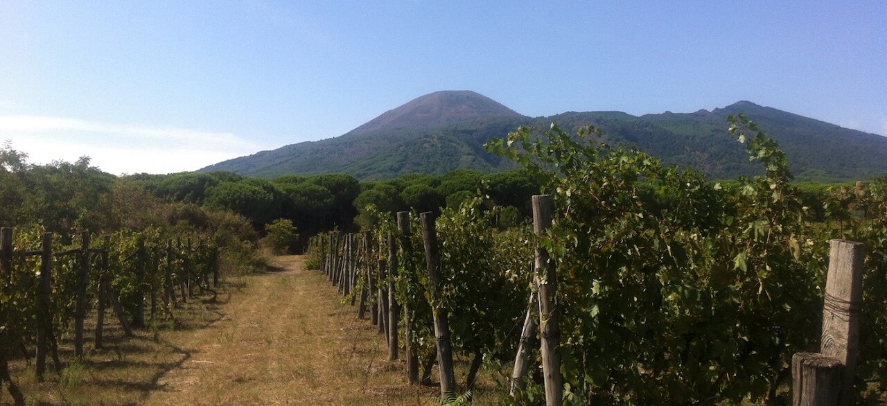 Tenuta delle Ginestre