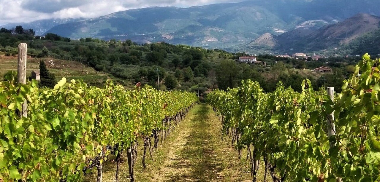 Azienda Agricola Mustilli