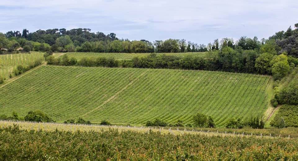 Tenuta Masselina