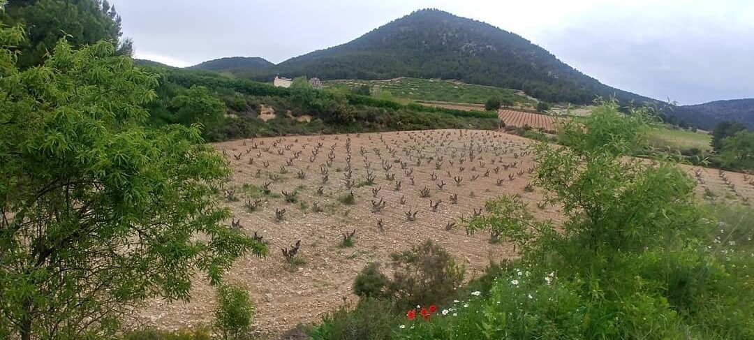 Bodegas Balcona