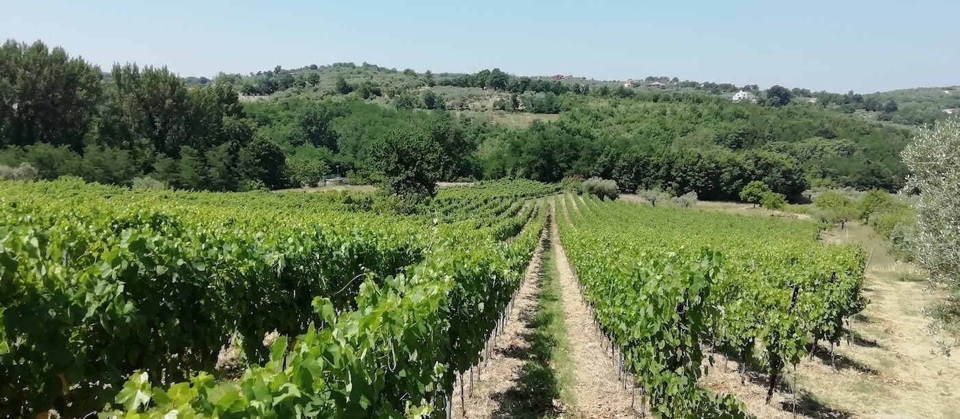 Azienda Agricola Cautiero