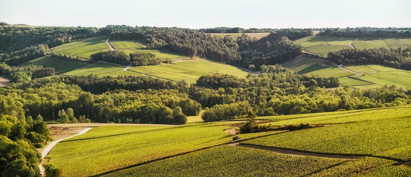 Champagne Chassenay d'Arce