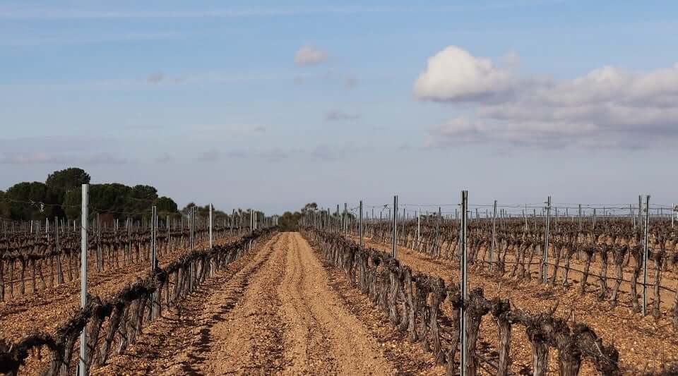 Bodegas Castelo de Medina