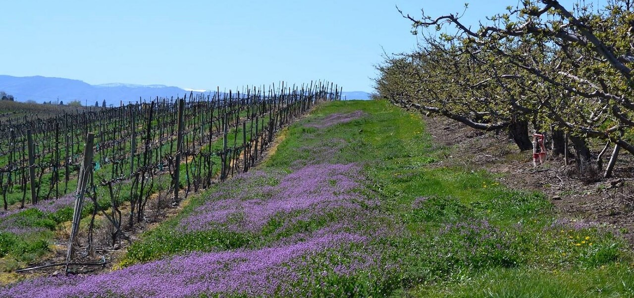 Gilbert Cellars