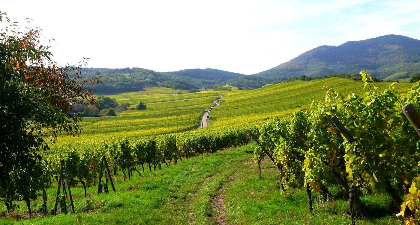 Domaine André Ostertag