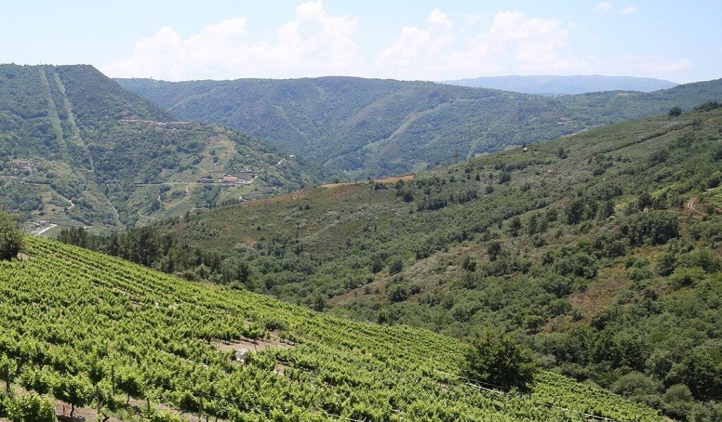 Bodegas Rectoral de Amandi