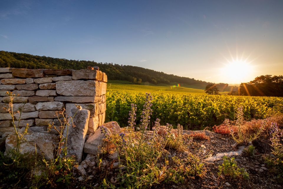 Domaine Comtesse de Chérisey