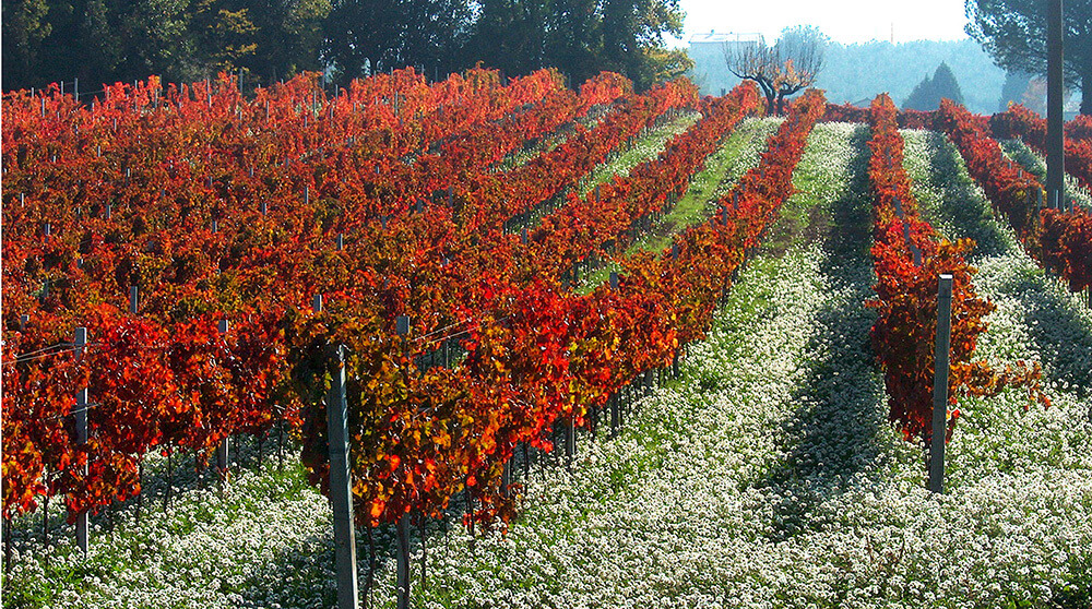 Cantina Colle Ciocco