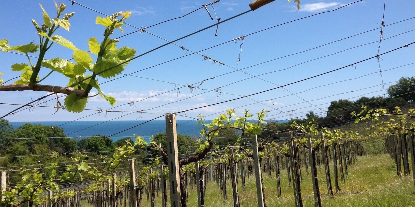 Azienda Agricola Olivastri Tommaso