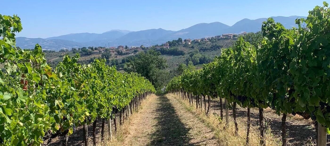 Azienda Agricola Montioni