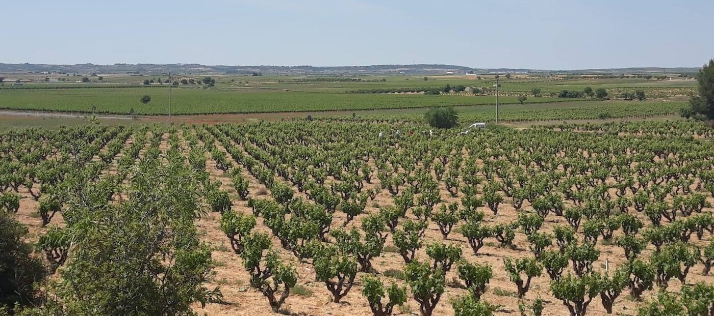 Bodega Mustiguillo