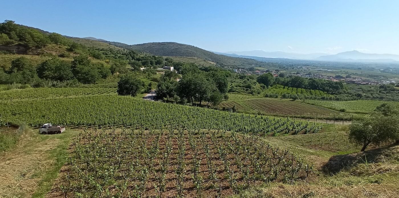 Azienda Agricola Gennaro Papa