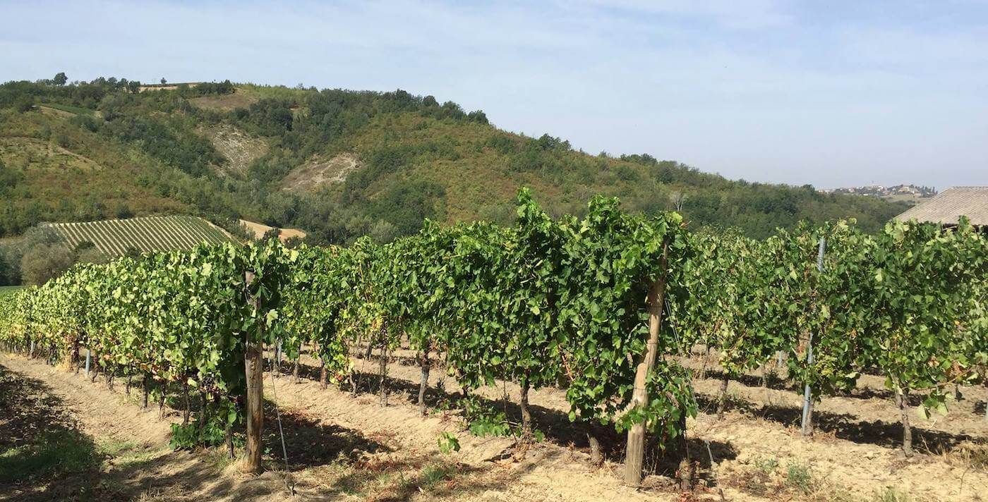 Azienda Agricola Luigi Michele Boveri