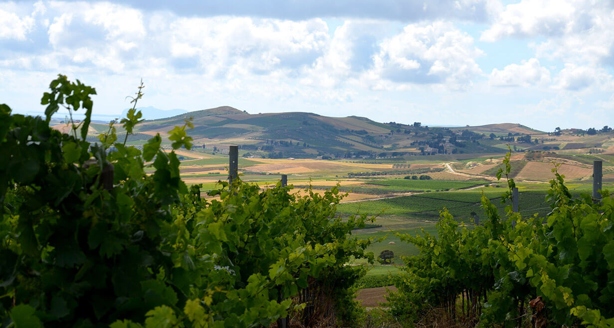 Casa Vinicola Fazio