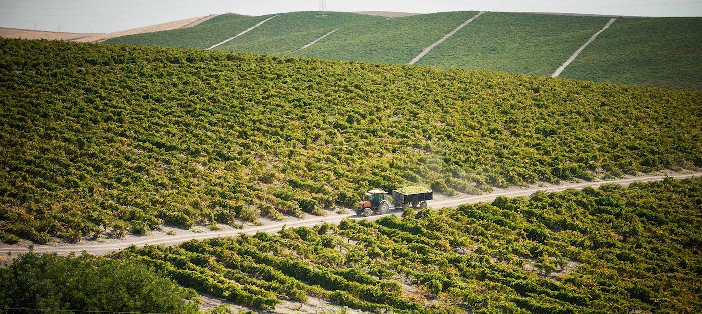 Bodegas Barbadillo