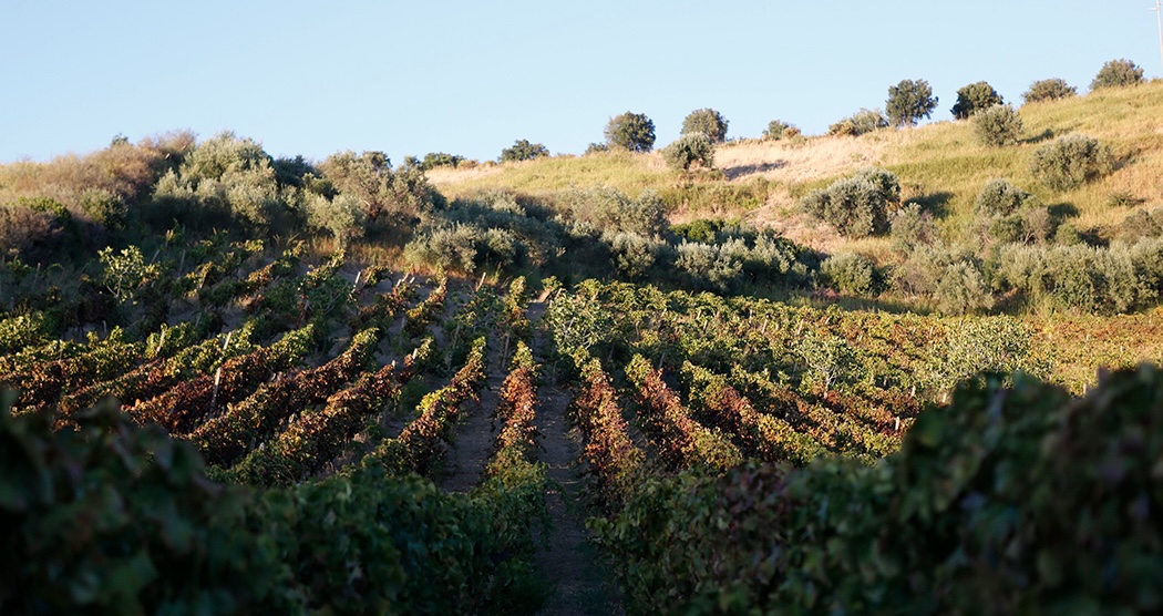 Tenuta del Conte