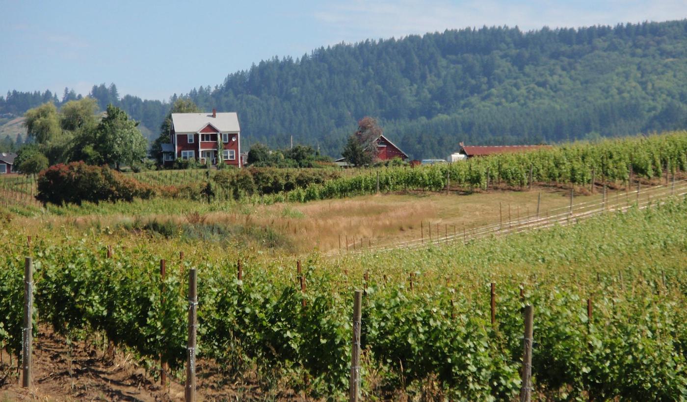 Adelsheim Vineyards